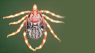 Krim-Kongo-hämorrhagisches-Fieber-Virus (CCHFV)
