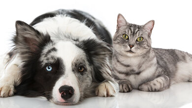 Hund_und_Katze.jpg Vergiftungsgefahr für Hund und Katze