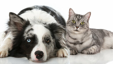 Vergiftungsgefahr für Hund und Katze