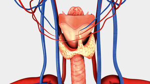 The Function of the Thyroid and Parathyroid Glands