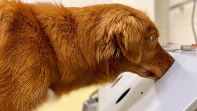 Hund_Otto_im_Einsatz.jpg Hund Otto