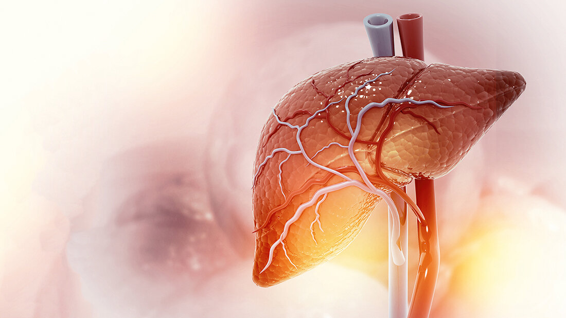 Grafische Darstellung der menschlichen Leber