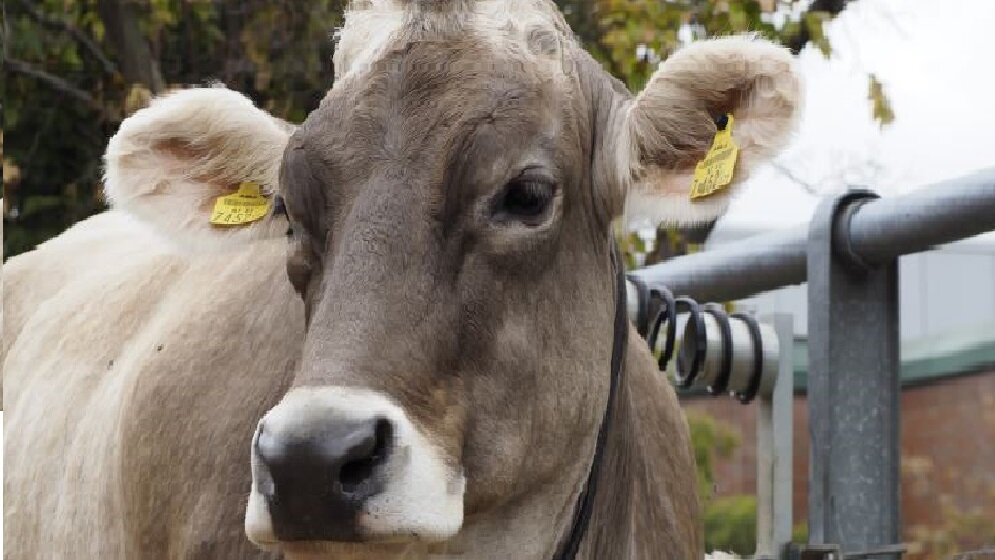 bovine_vetmed.jpg Bovine Virus Diarrhoe (BVD)