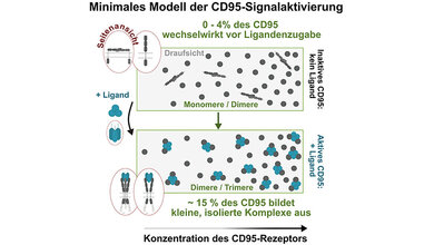 Bildgebung_programmierter_Zelltod.jpg programmierter Zelltod