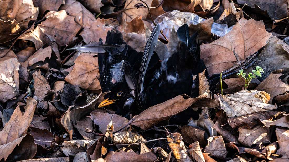 Toter_Vogel.jpg Toter Vogel