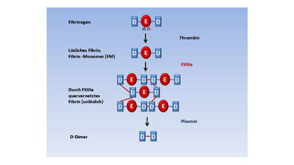 Einzelne wichtige Biomarker der Hämostase