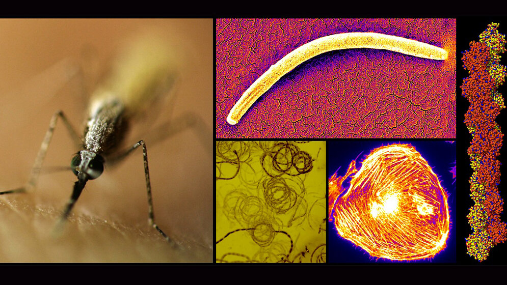 MueckenMalaria_UniversitätHeidelberg-ZMBH-HITS.jpg Malaria
