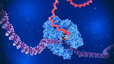 RNA-Kopien (Transkripte) herstellen 