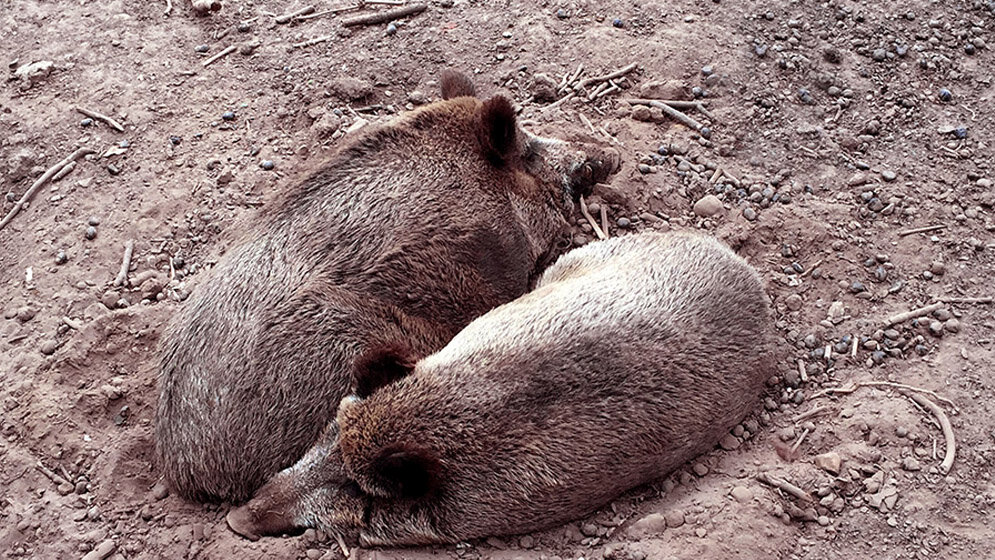 Afrikanische Schweinepest 