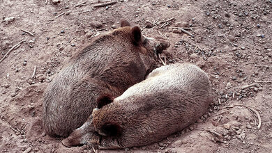 Afrikanische Schweinepest 