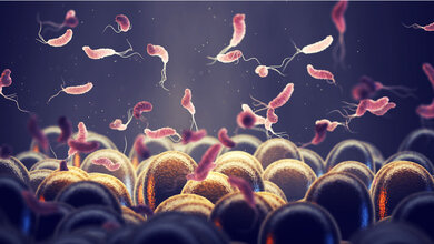Helicobacter pylori