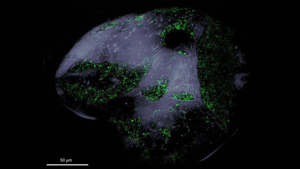 Blick auf ein Sandkorn unter dem Fluoreszenzmikroskop 