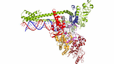 Polymerase des neuartigen Coronavirus SARS-CoV-2