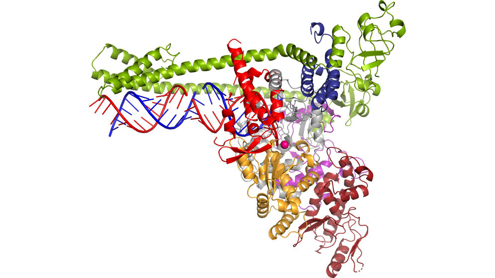 Polymerase des neuartigen Coronavirus SARS-CoV-2