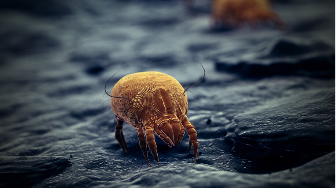 Hausstaubmilben.jpg Hausstaubmilben