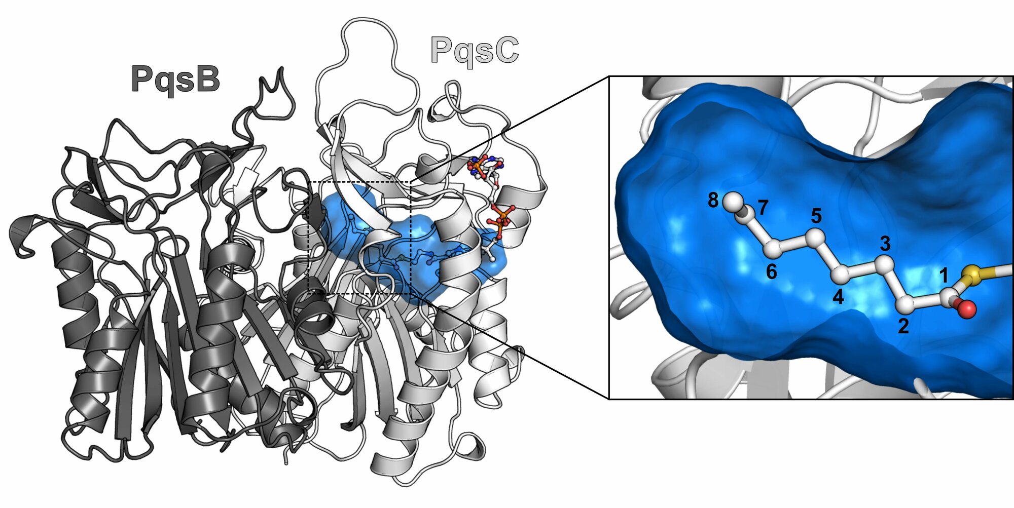 3D-Modellierung des Proteinkomplexes PqsBC