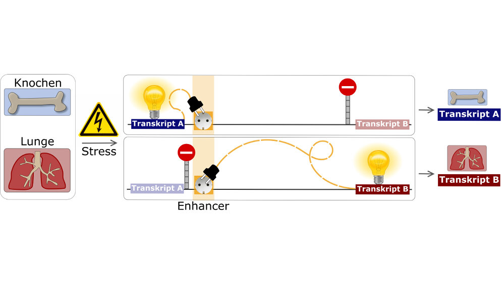 Enhancer_S_Meijsing_MPI_fuer_molekulare_Genetik_MPIMG.jpg Enhancer
