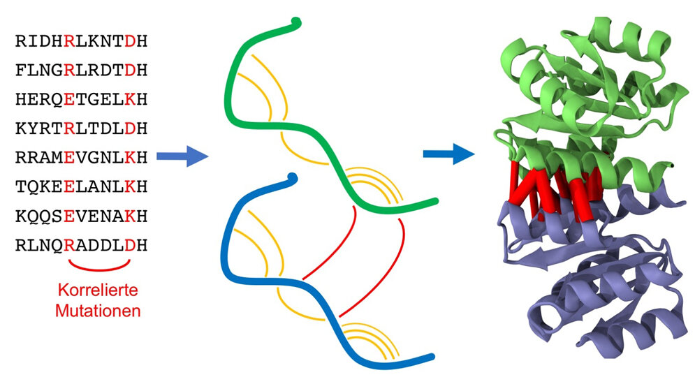 Homodimere sind identische Paare von Eiweißketten 