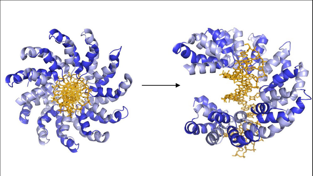 TALES_blau_binden_an_bestimmte_Sequenzen_Grafik_Prof_Daniel_Summerer_TU_Dortmund.jpg TALES (blau) binden an bestimmte Sequenzen
