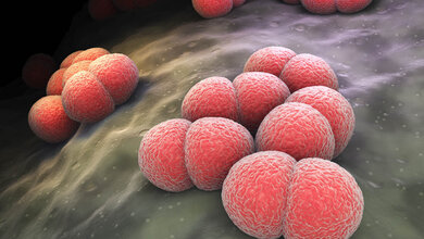 Dymbolbild für Neisseria meningitidis.