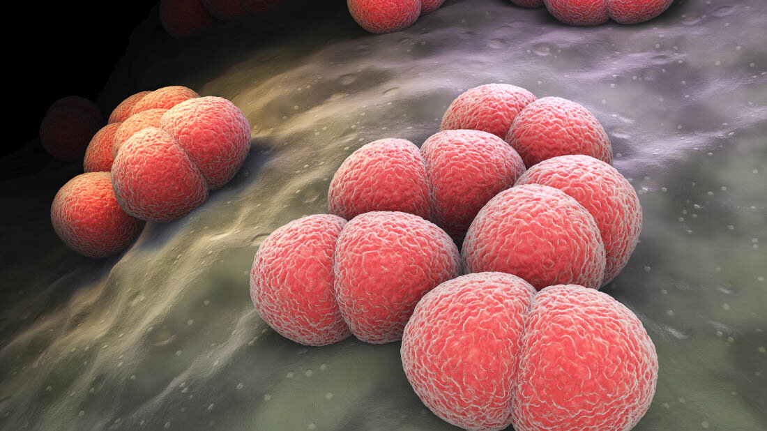 Dymbolbild für Neisseria meningitidis.