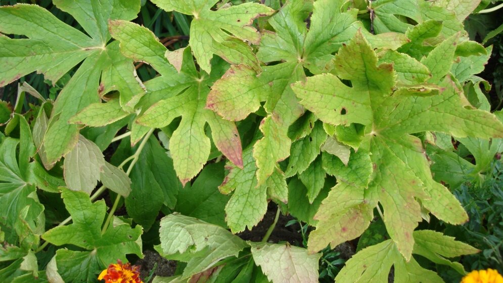 Podophyllum_hexandrum_Von_Pekaje_Eigenes_Werk_gemeinfrei_24052016.jpg Podophyllum hexandrum