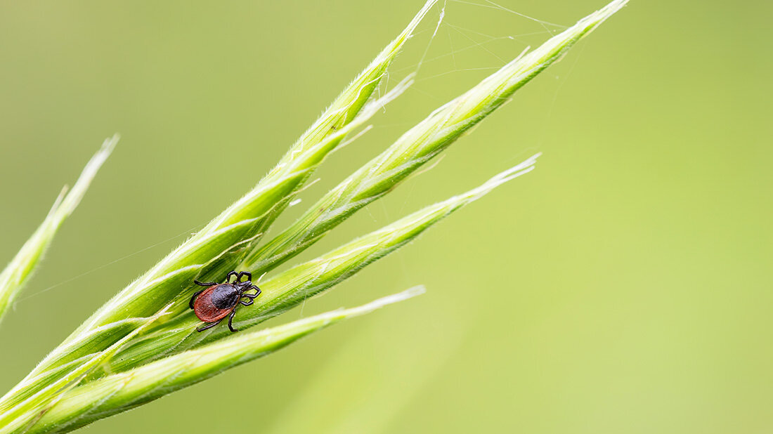 Zecke Borreliose