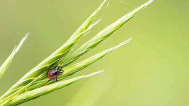 Zecke Borreliose