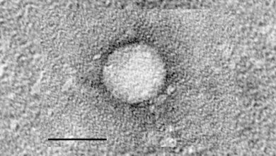 Hepatitis C Virus