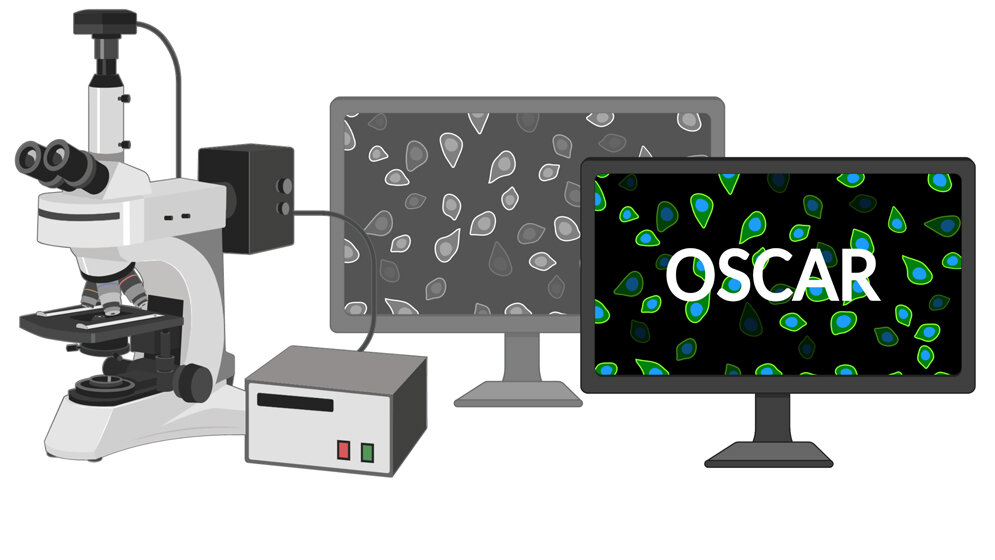 OSCAR_FLI_Kerstin_Wagner_Francesco_Neri_created_with_BioRender_com.jpg OSCAR (opt. Stem Cell Activity Reporter)