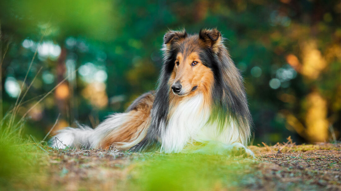Ein Collie liegt auf der Wiese.