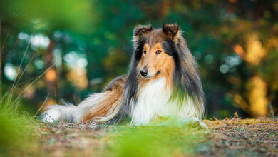 Ein Collie liegt auf der Wiese.