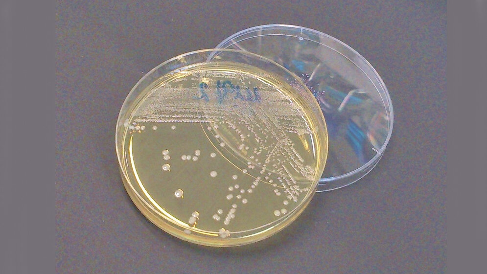 Multiresistente Bakterien 