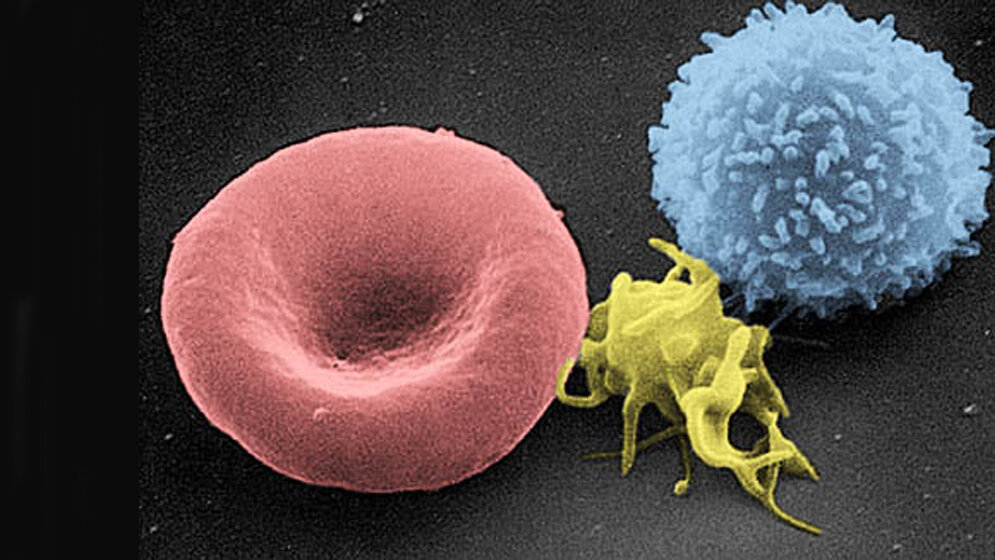 Erythrozyt, aktivierter Thrombozyt und Leukozyt 