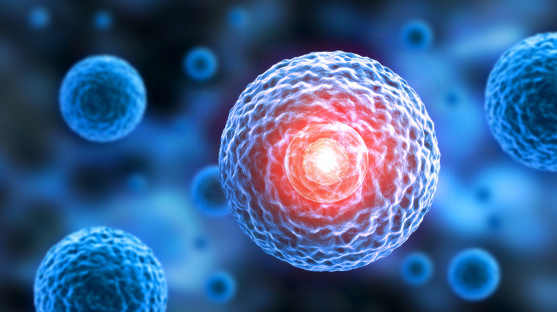 stammzelle.jpg Stammzelle