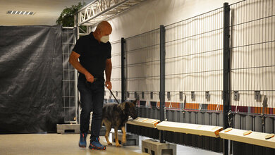 Corona-Spuerhunde.jpg „Back to Culture“-Studie : Corona-Spürhunde im Alltag einsetzbar
