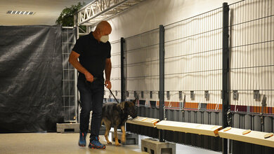  „Back to Culture“-Studie : Corona-Spürhunde im Alltag einsetzbar