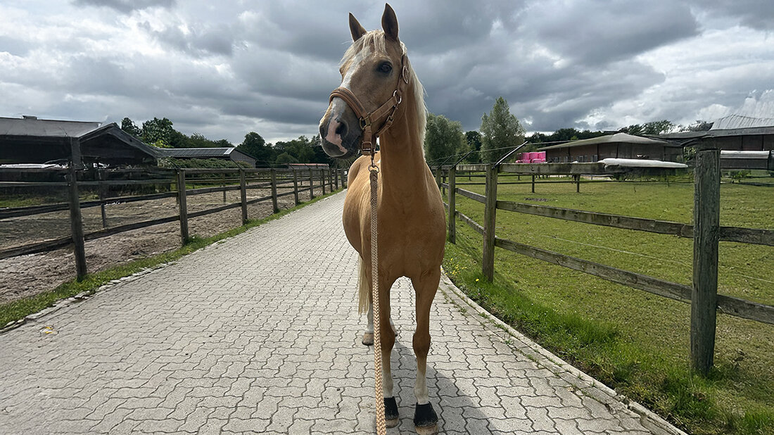 Foto von „Akado“, 15 J., einem deutschen Reitponywallach