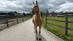 Foto von „Akado“, 15 J., einem deutschen Reitponywallach