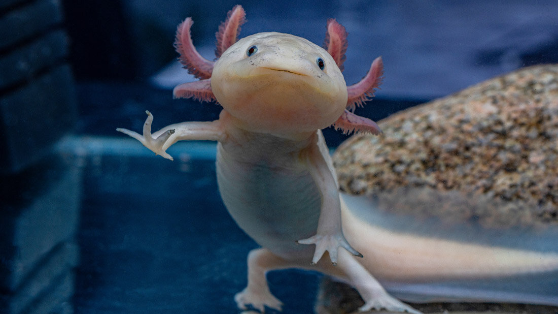 Axolotl
