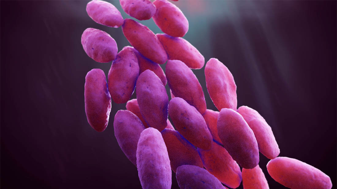 Carbapenem-resistente Enterobakterien