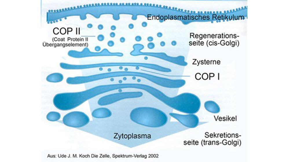 Golgi-Apparat Hämatologie-Spezial