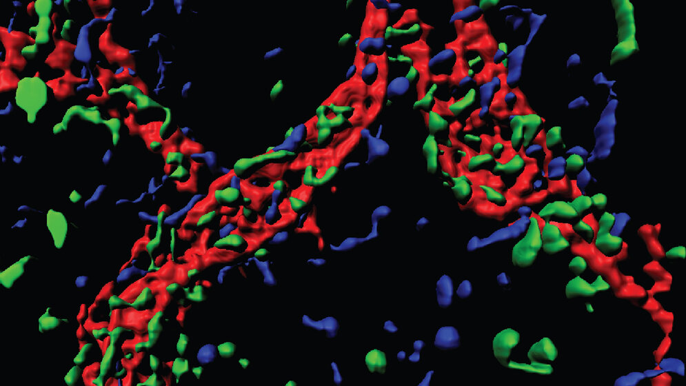Immunzellen_wandern_auf_Lymphgefaess_rot_zu_Aufnahme_AG_Worzfeld.jpg Immunzellen wandern auf ein Lymphgefäß zu