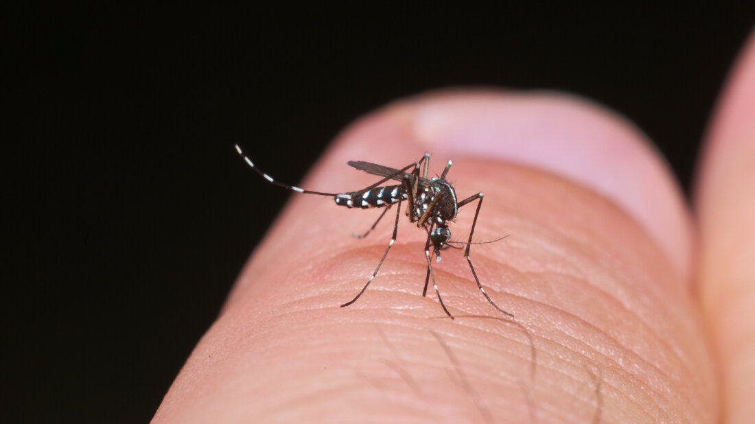 Aedes albopictus