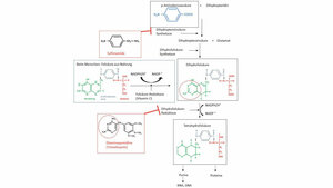 Folsäuresynthese in Bakterien 