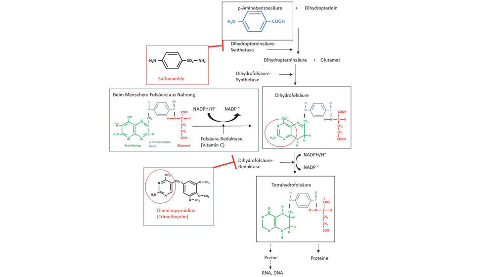 Folsäuresynthese in Bakterien 