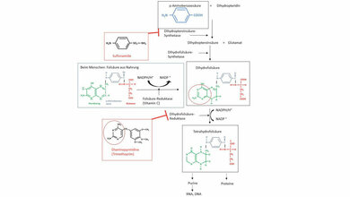 Folsäuresynthese in Bakterien 