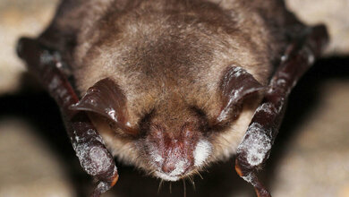 Pseudogymnoascus destructans