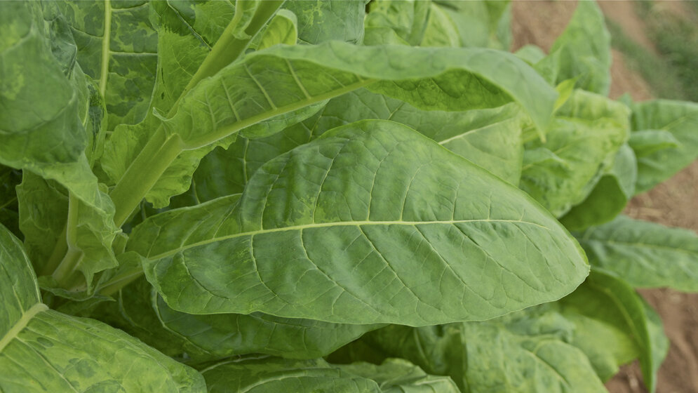 Nicotiana tabacum