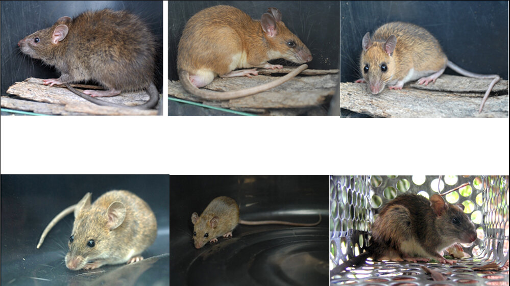 Bandicota indica